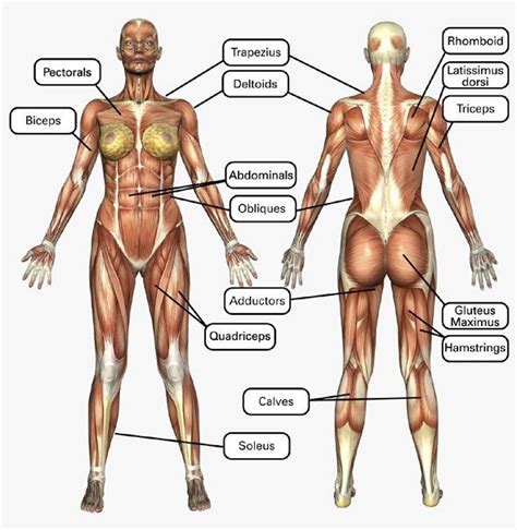 Human muscle system, the muscles of the human body that work the skeletal system, that are under voluntary control, and that are concerned with movement, posture, and balance. Female Muscle Chart | Muscle women, Muscle anatomy ...