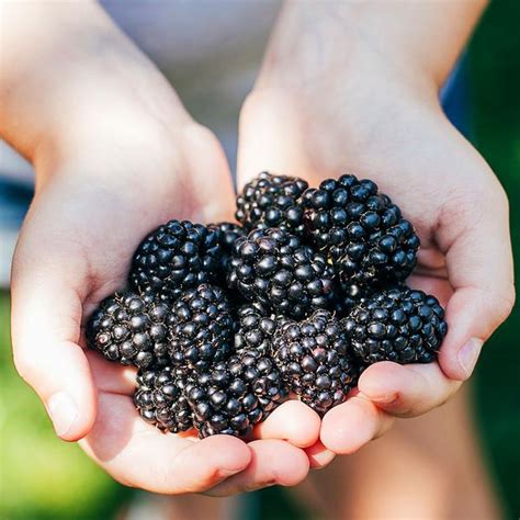 Incredibly large blackberries bursting with sweet, juicy flavor! Kiowa Blackberry Bushes for Sale- FastGrowingTrees.com