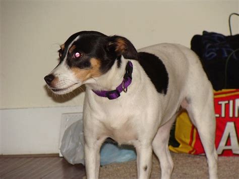Infusions of italian greyhound, whippet, beagle, miniature pinscher, and chihuahua were used to create an efficient ratter for farms, as well as a competent hunting companion for the farmer. Missing Rat Terrier/Fox Terrier - Michigan Humane Society