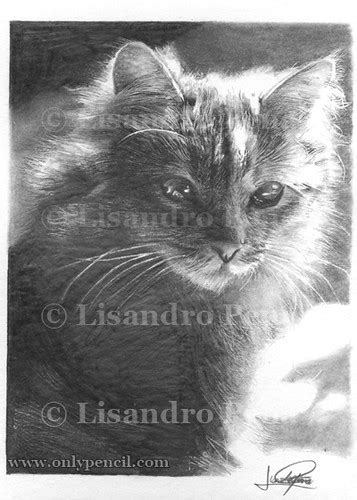 Pencil drawing is an ability which comes naturally to a person and it takes a lot of time and talent to today we are showcasing some mesmerizing pencil drawings that will take your heart away. Kitten Pencil Drawing | Size: 11"x14" Medium: Pencil Blog ...