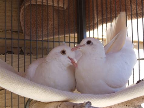 From sporting goods to household needs to clothing and accessories, some shop for online deals daily. Save Domestic Pigeons and Doves From Euthanasia - GlobalGiving