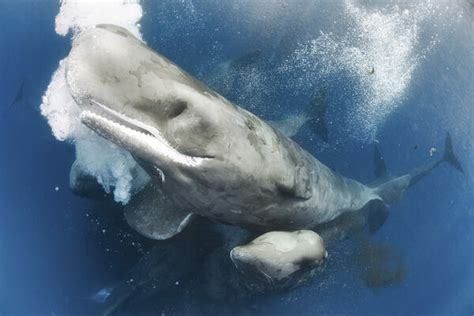 Handsome seductive step siblings a compilation. Photographing a Superpod of Sperm Whales - Atlas Obscura