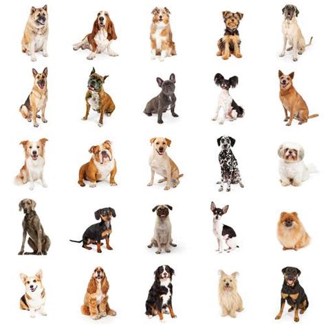 This is a dominance ritual. Dog Breed Picture Quiz Printable - PetsWall