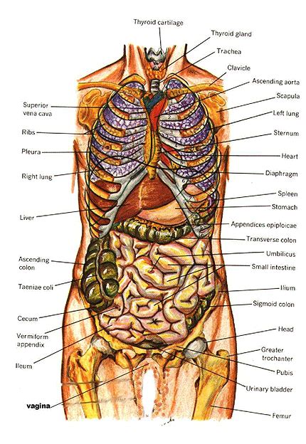 It comprises a head, neck, trunk (which includes the thorax and abdomen), arms and hands, legs and feet. Human Anatomy Internal Organs Chart - Anatomy