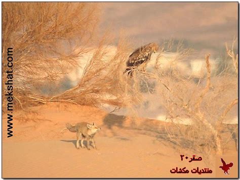 تزاوج القطط من اهم مراحل حياة القطط ويجب ان نتعرف على سن وشهر تزاوج القطط واضرار عدم التزاوج للقطط وتزاوج القطط عن قرب وكيفية تزاوج القطط من اهم مراحل حياة القطط وتعتبر القطط من أهم الحيوانات الأليفة التي يحب اقتنائها العديد من الأشخاص حيث أنها تكون ذات. تزاوج الثعلب مع الطيور / ØªØ²Ø§ÙˆØ¬ Ø§Ù„Ø«Ø¹Ù„Ø¨ Ù…Ø¹ Ø§Ù ...