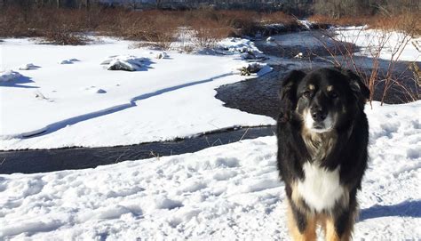 Maybe you would like to learn more about one of these? Pet Friendly Stowe VT Vacation Rentals | Stowe Country Homes