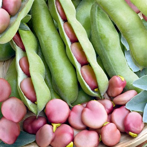 Sow broad beans in spring or autumn, in rows 20cm apart. Bean (Broad) Seeds - Karmazyn