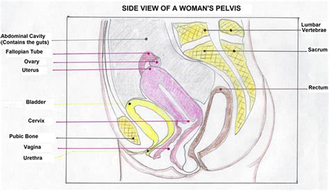 Female anatomy includes the external genitals, or the vulva, and the internal reproductive organs. Female Infertility: More Than A Gynecological problem - An Osteopath's Perspective