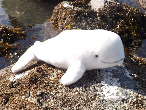 Find many great new & used options and get the best deals for beluga whale stuffed animal (30 inches from nose to tail) at the best online prices at ebay! Stuffed Beluga Whales | Product Categories