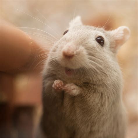 Information about the Small Mammals sold at The Pet Store - The Pet Store