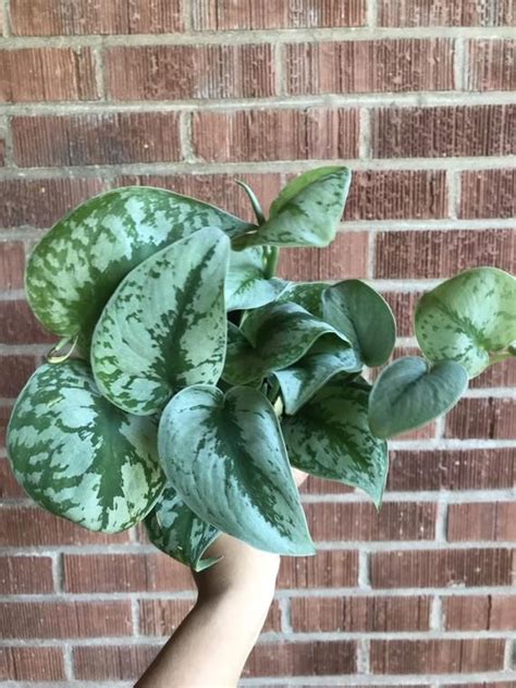 All taxonomical confusion aside, scindapsus pictus is a widely appreciated houseplant for good reason. Scindapsus Pictus 'Exotica' | Plants, Plant leaves ...