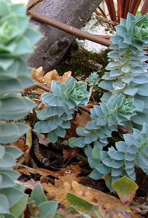 Toutefois, ce n'est pas toujours le meilleur endroit pour ces plantes robustes. Photo : Euphorbe Myrsinite plante vivace de rocaille à ...