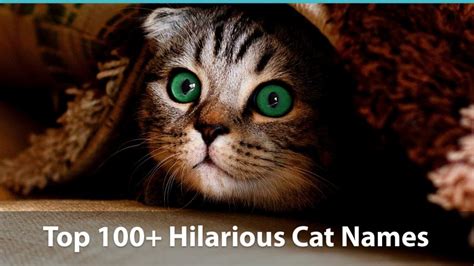 Male and female cat names. Top 100+ Funny Cat Names (Historical, Puns, & Pop Culture ...