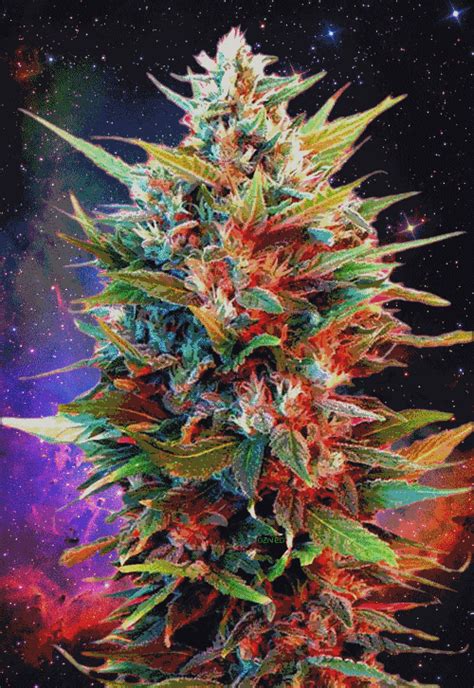 Cool weed wallpapers desktop backgrounds 1920x1080. gif gifs trippy weed marijuana dank 420 high psychedelic ...