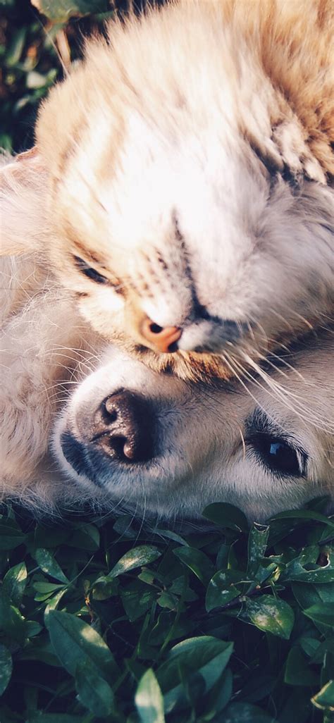 Cat and dog wallpaper for phone. iPhoneXpapers.com-Apple-iPhone-wallpaper-nf34-cat-and-dog-animal-love-nature-pure