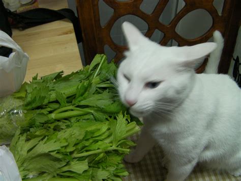 If your cat likes celery, there is no reason it can't have a little, from time to time. Groceries, Always So Fun | Living the Travel Channel
