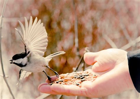 It's a way to offer new, interesting, original and fun content to the people who visit you. Online Jigsaw Puzzle - Chickadee After Dinner