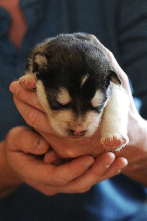 Malamute puppies for sale for sale purchasable: Pin on Alaskan malamute puppies