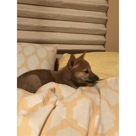 The smallest of japan's six ancestral breeds, shibas don't know it, as their. Female Shiba inu puppy for sale in Denver, Colorado ...