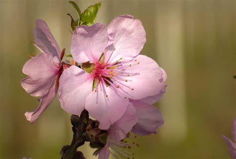 Notre maison mandelblüte vous propose trois appartements de vacances. Haus Mandelblüte | Pfalz.de