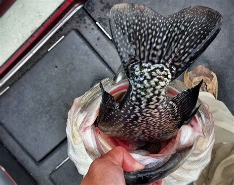 Sorry, could not submit your comment. Photos: Bass Chokes On a Giant Crappie | OutdoorHub