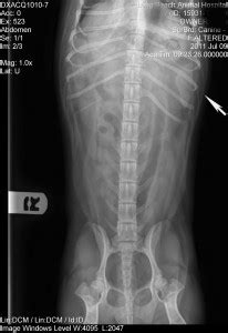 Mar 27, 2018 · if the dog survives the surgery, their recovery might include isolated hospitalization and chemotherapy. Spleen in dogs and cats. | Long Beach Animal Hospital