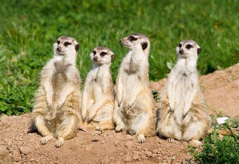 Zoo dvůr králové získala novou samici nosorožce. Surikaty | Zoo Dvůr Králové nad Labem - Galerie: Zoo Dvůr ...