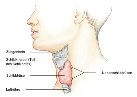 Geh also tatsächlich bitte zum tierarzt. Schilddrüsenentzündung, Thyreoiditis, Thyroiditis - eesom ...