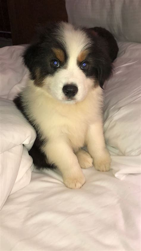 Border Collie & Australian Shepard mix #puppy #Leroy #love ...