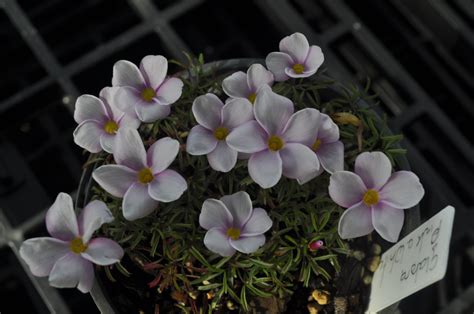 Lift the oxalis plant carefully from the container. OXALIS Plants. These are all potted plant's. Please DO NOT ...