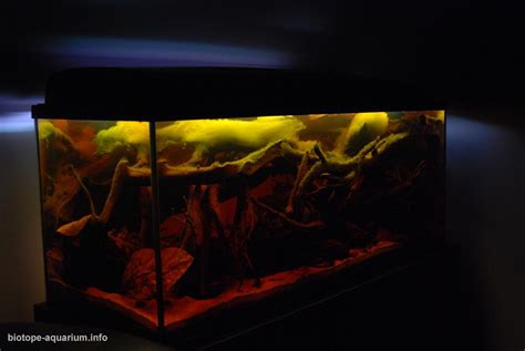 A subreddit for all aquarium lovers! Black Water, Rio Negro, Brasil, 160 L • Biotope Aquarium