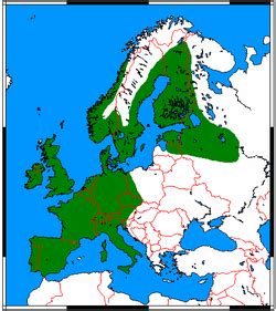 Dovhjort har ofta om sommaren rödbrun päls med vita prickar, svart rygglinje och vit mage. Igelkott - Wikipedia