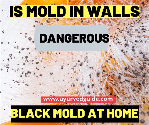 When we perform mold remediation in your basement, the first thing we will do is dry out the air. Black Mold Removal Process |Mold Removal Spray | Ayurved ...