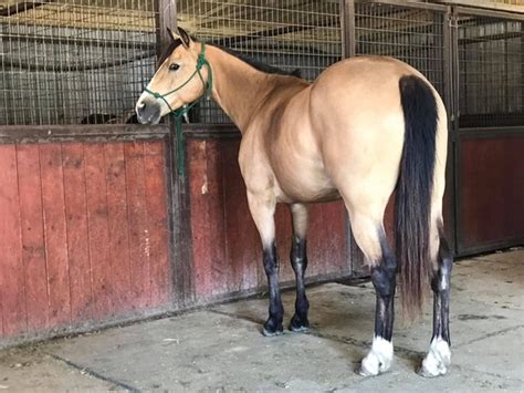 Freundliches und hübsches stutfohlen mit tollem rahmigen fundament. Beautiful gentle buckskin gelding | HorseClicks