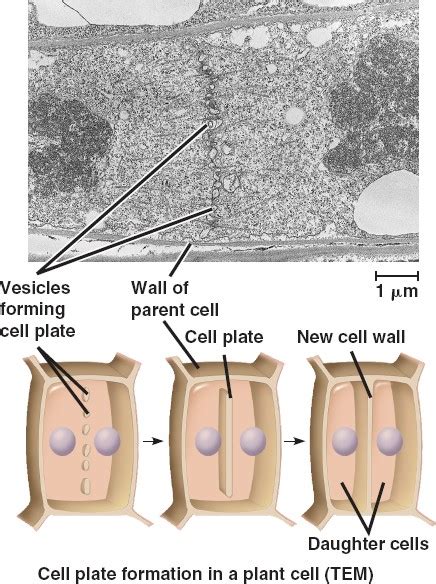 Cytokinesis in plant cells occurs by cell plate formation and in animal cells it is by furrowing. cytokinesisP.html 12_09CytokinesisP.jpg