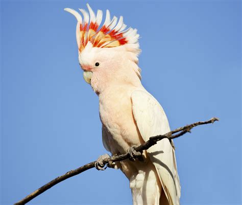 Die goffinkakadu (cacatua goffiniana), wie alle familienmitglieder kakadu, ist eine art crestada, was bedeutet, es hat eine sammlung von federn auf seiner kopf die nach oben oder unten nach belieben. beliebtes haustier kakadu arten - liebe haustier