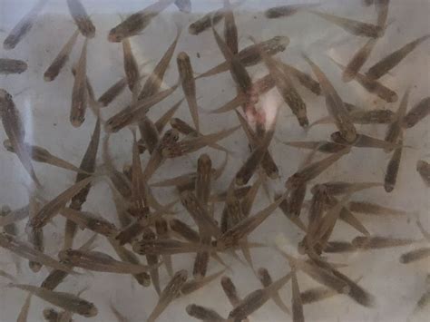 Vælg mellem et stort udvalg af lignende scener. 15+ Gambusia affinis Mosquitofish | Mosquito fish, Fish ...