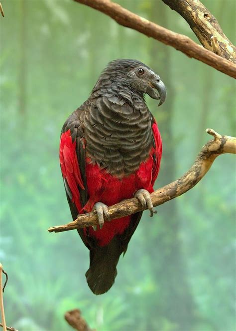 When we think of parrots, we usually imagine them as the dracula parrot, also known as pesquet's parrot (psittrichas fulgidus) is one of the rare species of animals remaining. Pesquets Parrot | I L I K E - B I G B E A K S | Pinterest