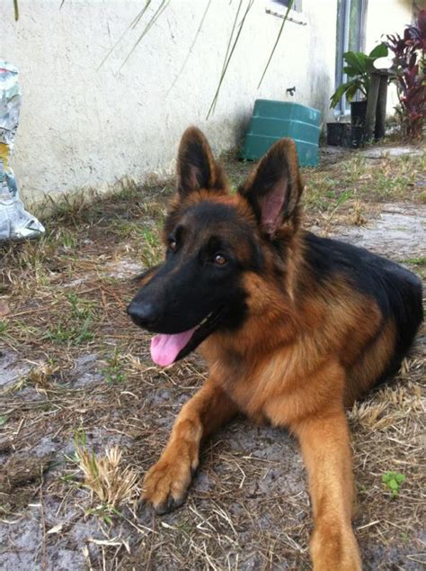 Users can select from 10 different animals like elephant, giraffe. Show me your black and tan dogs/puppies. - Page 5 - German Shepherd Dog Forums