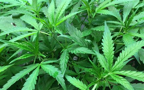 Maybe you would like to learn more about one of these? US university offers full four-year marijuana degree | The ...