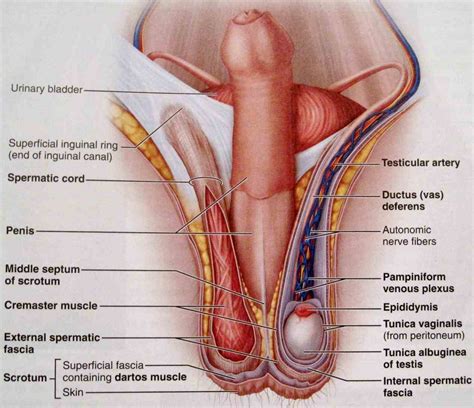 It is made up of 24 bones known as vertebrae, according to spine universe. Anatomy Of Female Genital Organs | MedicineBTG.com