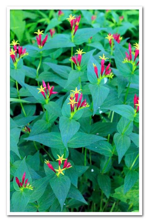 Popular native missouri perennial with turtle head shaped flowers. Spigelia marilandica, Indian Pink | Shade garden, Garden ...