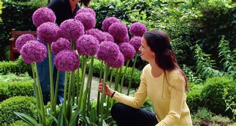 In questa pagina abbiamo raccolto i migliori prodotti e li abbiamo ordinati per aiutarti a trovare quello più adatto a te nel minor tempo possibile. Tutti i nomi dei fiori - Bulbi - Nomi fiori