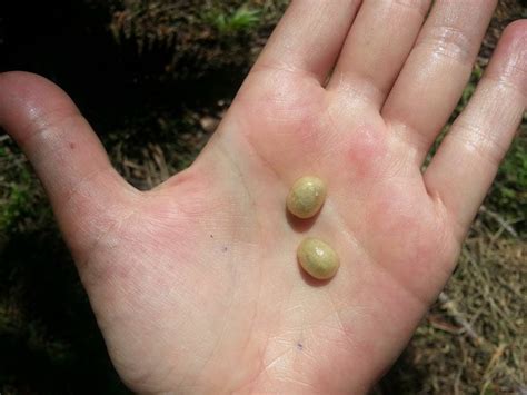 Yellow bourbon coffee beans picked at the ripest point of their life. Why Coffee Pooped Out of a Brazilian Bird Sells For Big ...