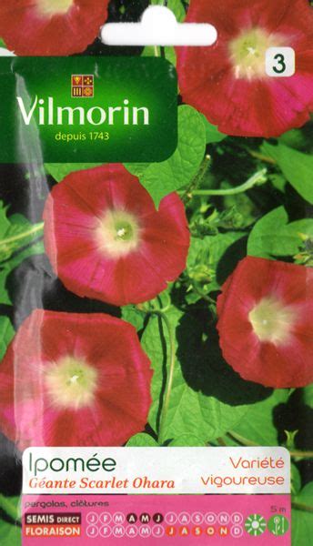 Copyright © 2021 カラオケうたてん all rights. Vilmorin社-花・西洋アサガオ・スカーレットオハラ