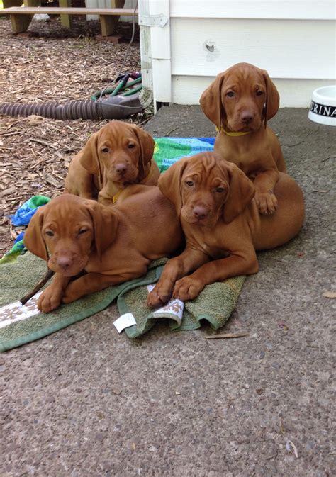 Get your vizsla puppy today from lancaster puppies! Ivy Acres Hungarian Vizslas - Hungarian Vizsla puppies ...