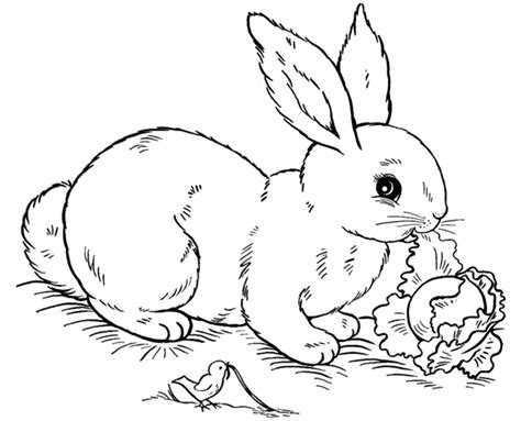 Maybe you would like to learn more about one of these? Bunny Coloring Pages For Free - Coloring Home