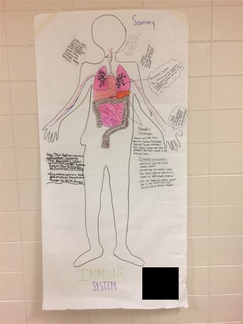 Animal cell to human body analogy. Teaching - MISS EARLY'S CLASS