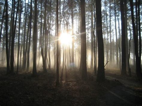 Selv om forholdene var barske, antyder forskning, at tusinder boede der mellem ca. The Great Dismal Swamp - 99% Invisible