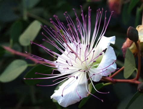 Le più belle immagini di fiori offerte gratis dal web. Fiore di cappero Foto % Immagini| piante, fiori e funghi ...